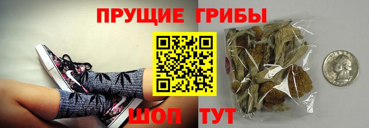 Псилоцибиновые грибы Psilocybe Светлоград